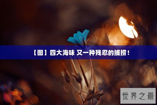 【图】四大海味 又一种残忍的捕捞！