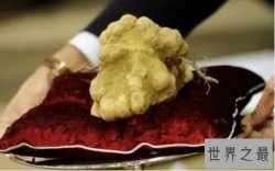 【图】盘点9种全球最贵食物 为土豪而生的“黄金”食物