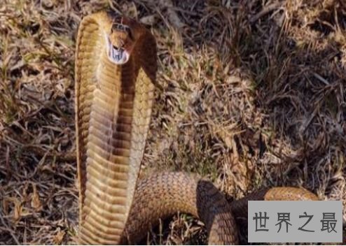 世界上最不可思议的婚姻 竟与尸体结为伴侣