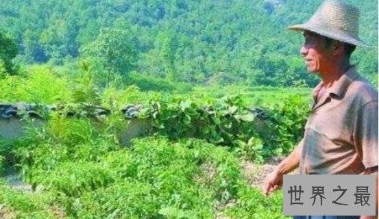 天下第一懒人杨锁 因懒得吃饭导致本人饿死家中