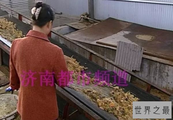 男子辞职养3亿只蟑螂 世界上最奇葩的养殖户