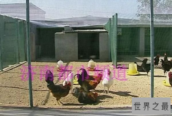 男子辞职养3亿只蟑螂 世界上最奇葩的养殖户