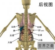 【图】人体器官分布图 让你清晰看到人体五脏六腑！