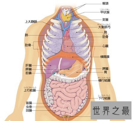 【图】人体器官散布图 让你明晰看到人体五脏六腑！