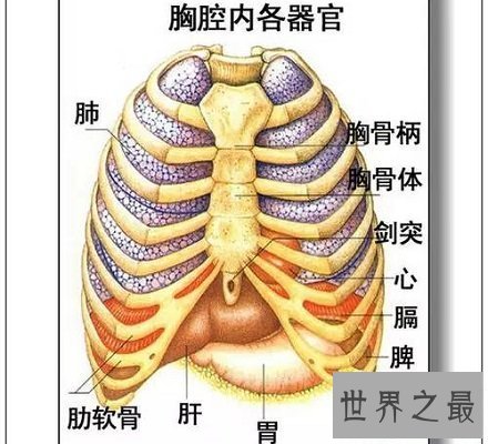 【图】人体器官散布图 让你明晰看到人体五脏六腑！