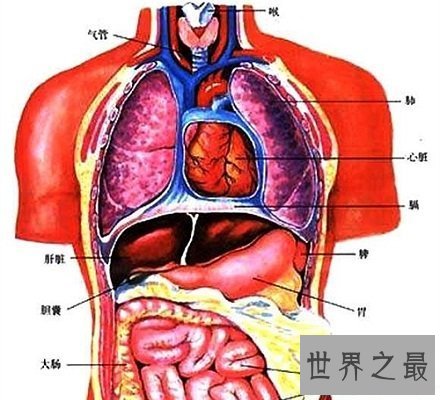 【图】人体器官散布图 让你明晰看到人体五脏六腑！