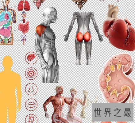 【图】人体器官散布图 让你明晰看到人体五脏六腑！