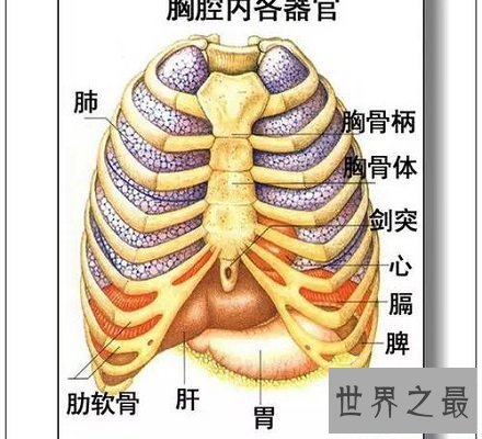 【图】人体器官散布图 让你明晰看到人体五脏六腑！