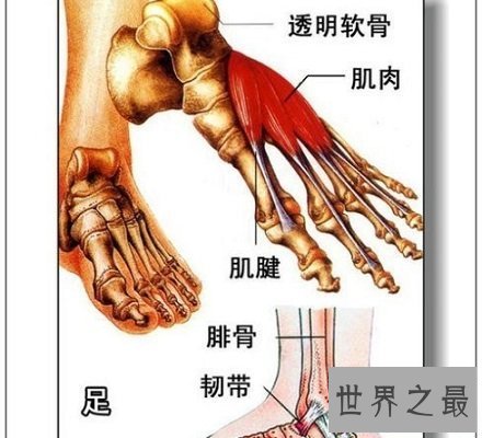 【图】人体器官散布图 让你明晰看到人体五脏六腑！