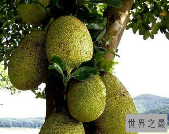 【图】菠萝蜜的核怎样吃？小编教你如何吃得平安有滋