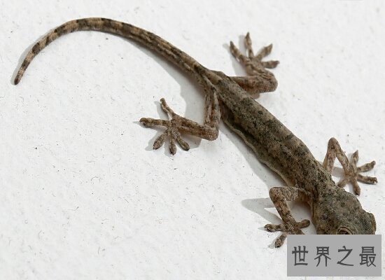 【图】官方传说中的五毒是哪五毒呢 毒性十分的蜘蛛却