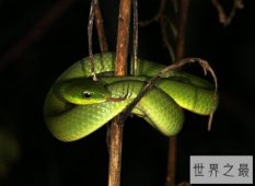 【图】民间传说中的五毒是哪五毒呢 毒性非常的蜘蛛却