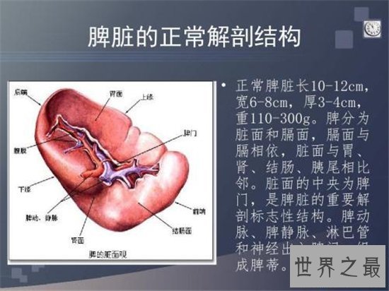 【图】人体器官图由五脏六腑组成 分别协助人体完成各