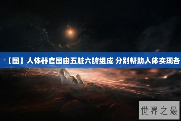【图】人体器官图由五脏六腑组成 分别帮助人体实现各