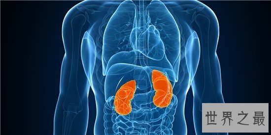 【图】人体器官图由五脏六腑组成 分别协助人体完成各