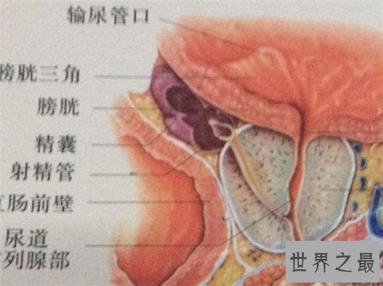 【图】人体器官图由五脏六腑组成 分别协助人体完成各