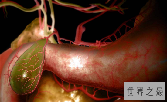 【图】人体器官图由五脏六腑组成 分别协助人体完成各