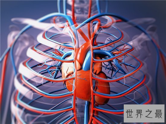 【图】人体器官图由五脏六腑组成 分别协助人体完成各
