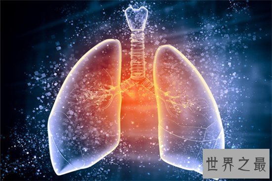 【图】人体器官图由五脏六腑组成 分别协助人体完成各