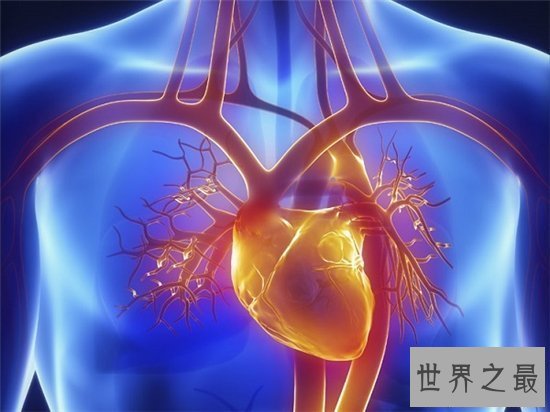 【图】人体器官图由五脏六腑组成 分别协助人体完成各