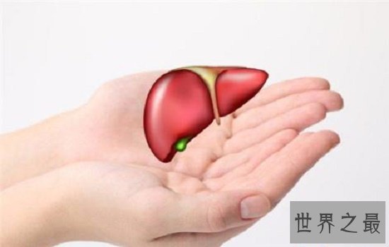 【图】肝的地位在5到9肋骨之间，肝脏不好要忌口