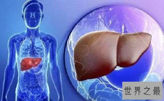 【图】肝的地位在5到9肋骨之间，肝脏不好要忌口