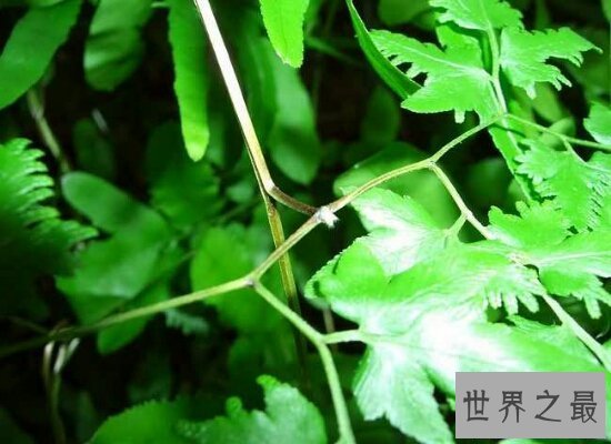 【图】海金沙的效用与作用 清热解毒药用价值十分高