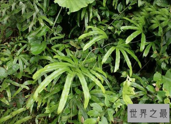 【图】海金沙的效用与作用 清热解毒药用价值十分高