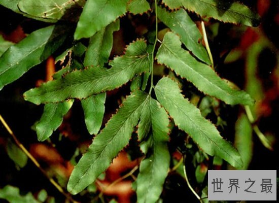 【图】海金沙的效用与作用 清热解毒药用价值十分高