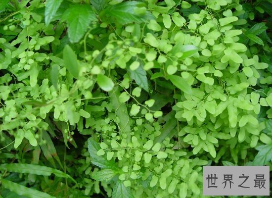 【图】海金沙的效用与作用 清热解毒药用价值十分高