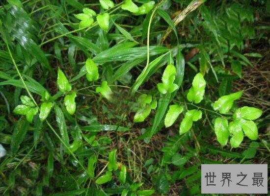 【图】海金沙的效用与作用 清热解毒药用价值十分高