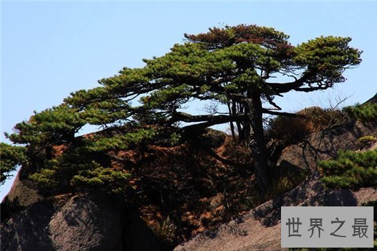 【图】黄山四绝绚丽景观 带你领略黄山的奇怪之处