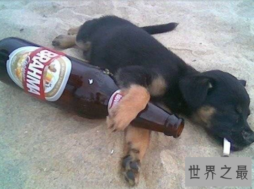 【图】事实版自欺欺人的故事，唯有90后的朋克养生是也