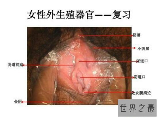 【图】女性生殖器官的秘密你知道吗 赶快出去看看
