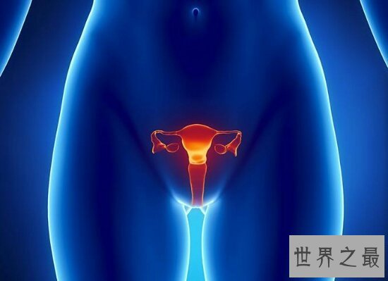 【图】女性生殖器官的秘密你知道吗 赶快出去看看