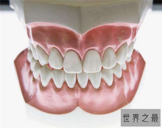 【图】人有多少颗牙齿 8种牙齿不拔出影响身材疾病