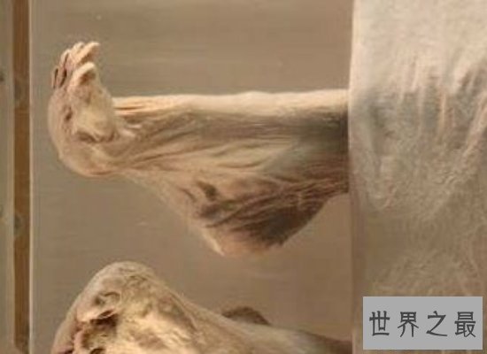 【图】世界上保存最好、最残缺的尸体——辛追夫人（