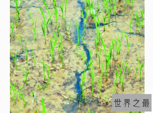 【图】人生四大丧事，如若逢四件大概做梦都会笑醒了