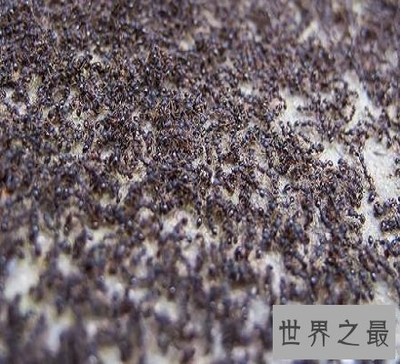 【图】有密集恐怖症？不要怕教你几招快速处理它