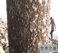 【图】有密集恐惧症？不要怕教你几招快速解决它