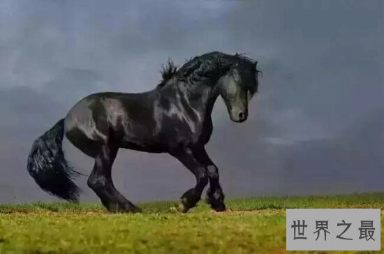 【图】90年属什么？是属马（忌讳和鼠联合，不然女方会