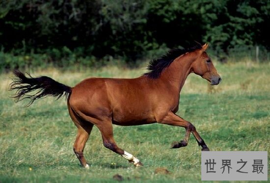 【图】90年属什么？是属马（忌讳和鼠联合，不然女方会