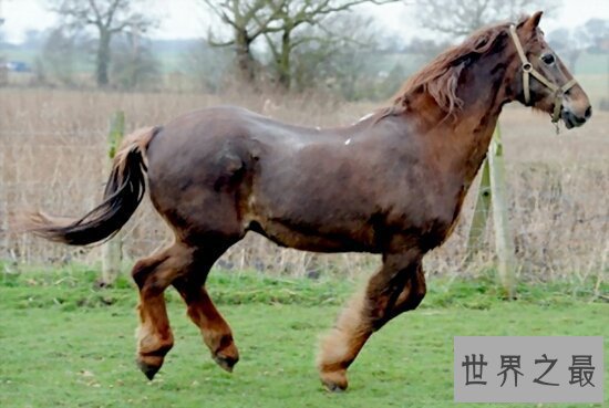 【图】90年属什么？是属马（忌讳和鼠联合，不然女方会