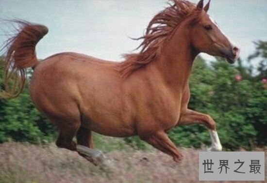 【图】90年属什么？是属马（忌讳和鼠联合，不然女方会