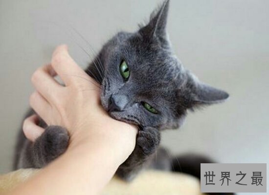 【图】假设做梦梦见猫咬我 那么就象征着近期会诸事不