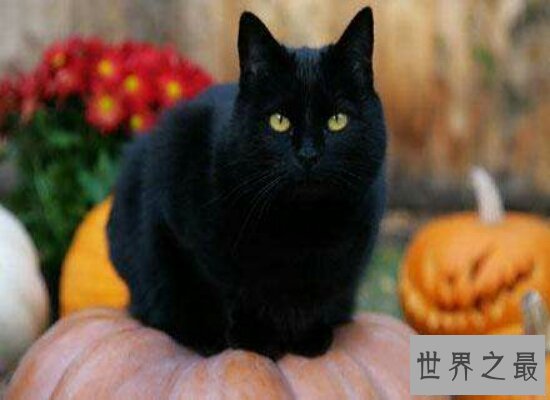 【图】假设做梦梦见猫咬我 那么就象征着近期会诸事不