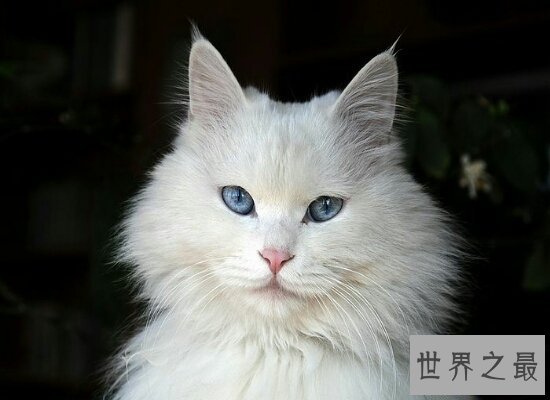 【图】假设做梦梦见猫咬我 那么就象征着近期会诸事不