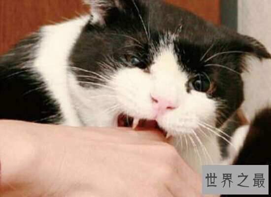 【图】假设做梦梦见猫咬我 那么就象征着近期会诸事不