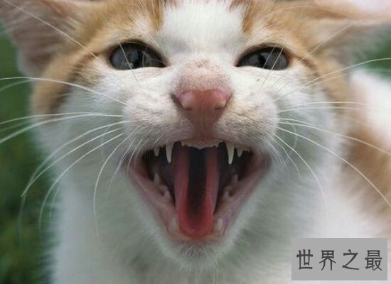 【图】假设做梦梦见猫咬我 那么就象征着近期会诸事不