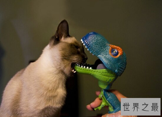 【图】假设做梦梦见猫咬我 那么就象征着近期会诸事不